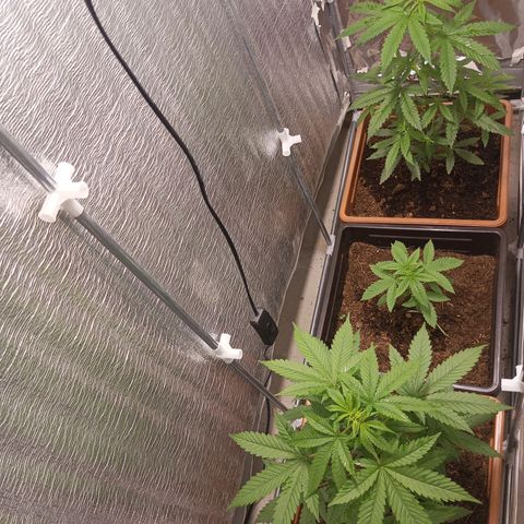 Auto M8 growlog timeline photo