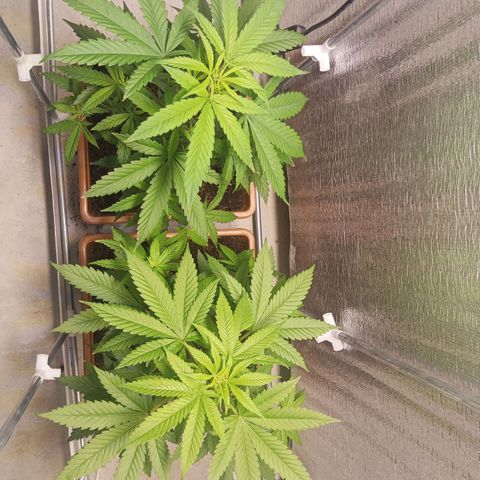 Auto M8 growlog timeline photo