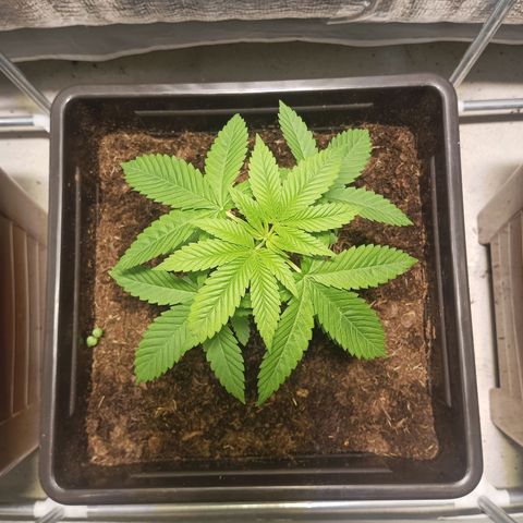 Auto cheese berry 🧀 🫐 growlog timeline photo
