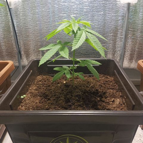 Auto cheese berry 🧀 🫐 growlog timeline photo