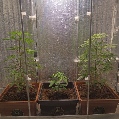 Auto cheese berry 🧀 🫐 growlog timeline photo