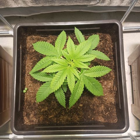 Auto cheese berry 🧀 🫐 growlog timeline photo
