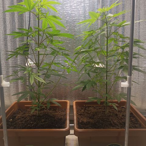 Auto M8 growlog timeline photo