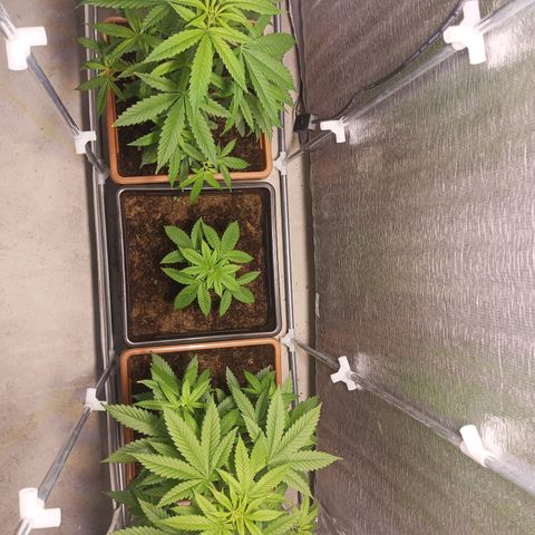 Auto M8 growlog timeline photo