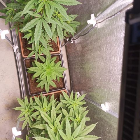 Auto M8 growlog timeline photo