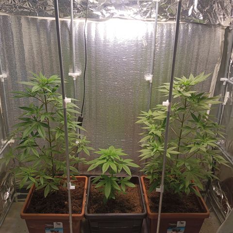 Auto M8 growlog timeline photo