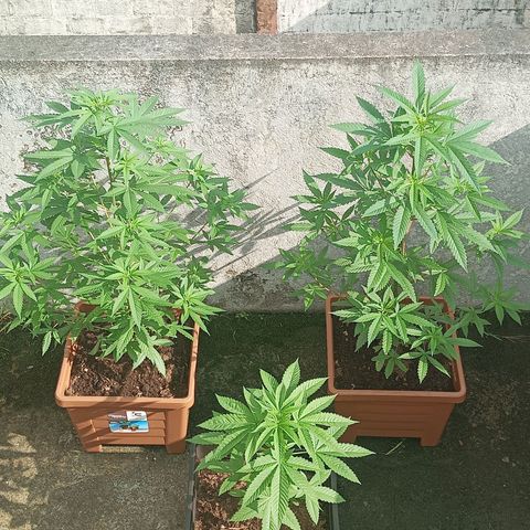 Auto M8 growlog timeline photo