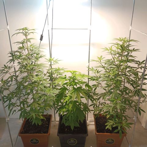 Auto M8 growlog timeline photo