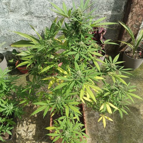Auto M8 growlog timeline photo