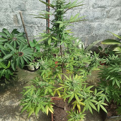 Auto M8 growlog timeline photo