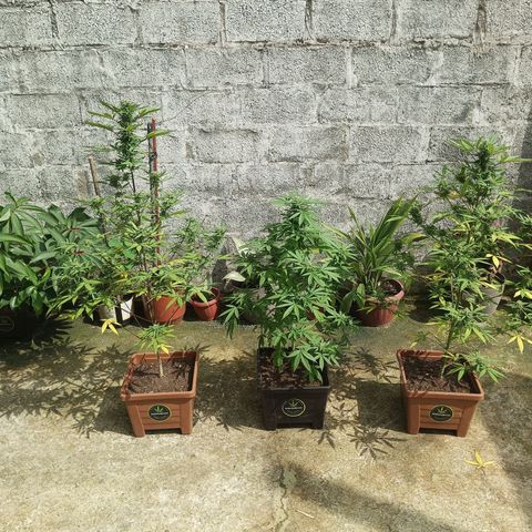 Auto M8 growlog timeline photo