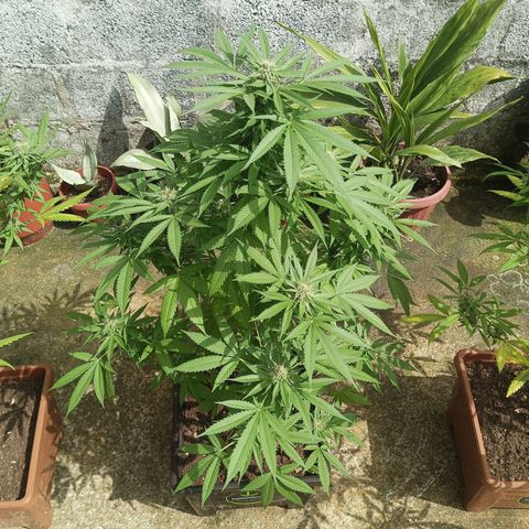 Auto M8 growlog timeline photo