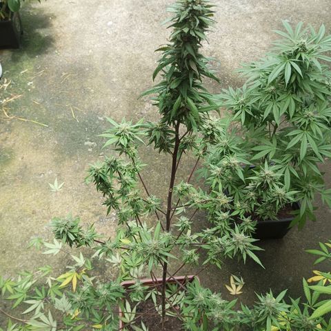 Auto M8 growlog timeline photo