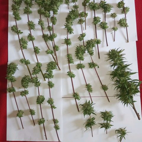 Auto M8 growlog timeline photo