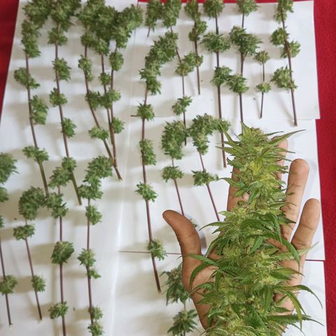 Auto M8 growlog timeline photo