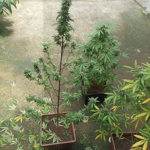Auto M8 growlog timeline photo