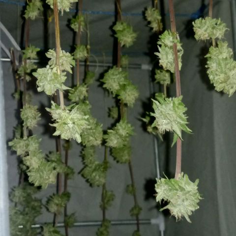 Auto M8 growlog timeline photo