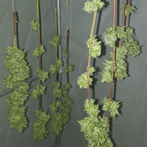 Auto M8 growlog timeline photo