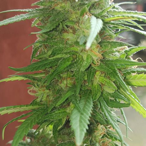 Auto cheese berry 🧀 🫐 growlog timeline photo