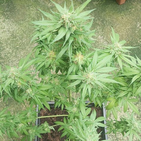 Auto cheese berry 🧀 🫐 growlog timeline photo