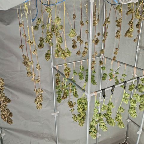 Auto M8 growlog timeline photo