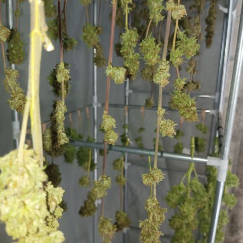 Auto M8 growlog timeline photo