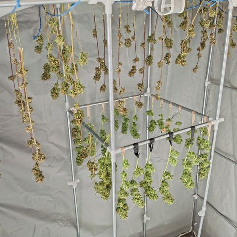 Auto M8 growlog timeline photo