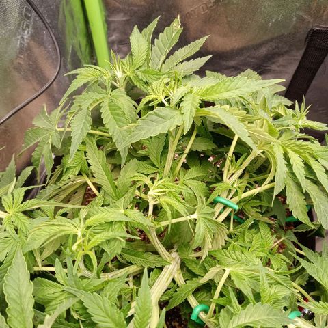 Critical 2.0 auto growlog photo: Today was another dry day