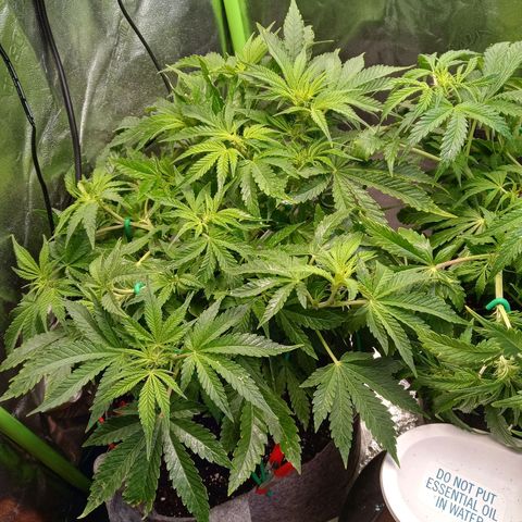 Critical 2.0 auto growlog timeline photo