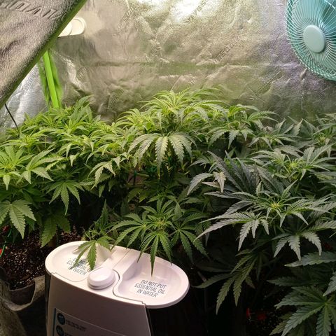 Critical 2.0 auto growlog timeline photo