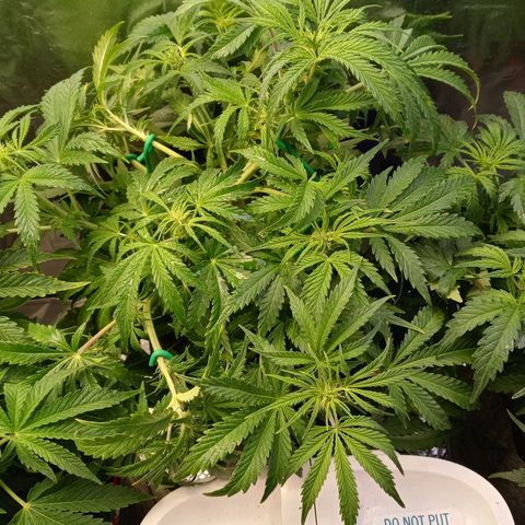 Critical 2.0 auto growlog timeline photo