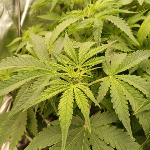 Critical 2.0 auto growlog timeline photo