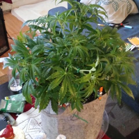Critical 2.0 auto growlog timeline photo