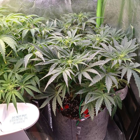 Critical 2.0 auto growlog timeline photo