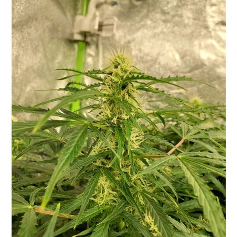 Critical 2.0 auto growlog timeline photo