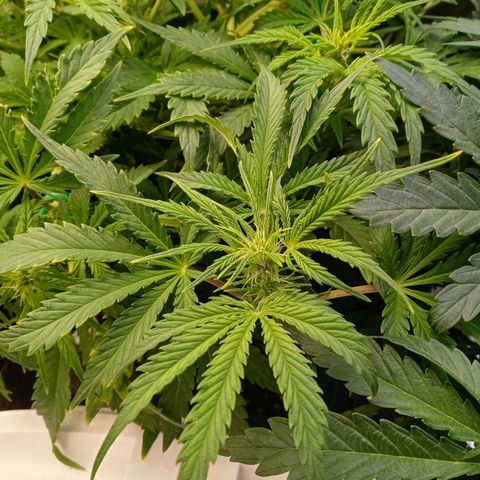 Critical 2.0 auto growlog timeline photo