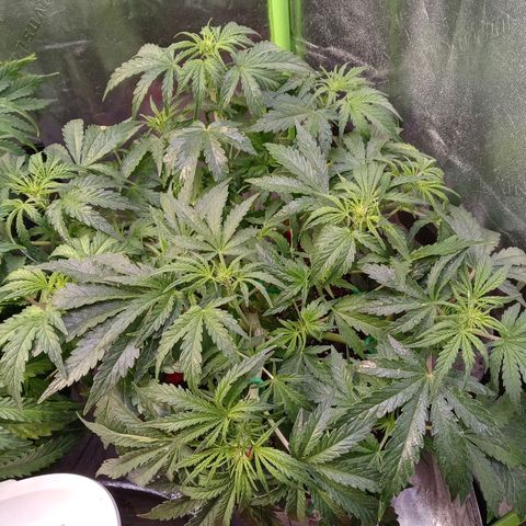 Critical 2.0 auto growlog timeline photo