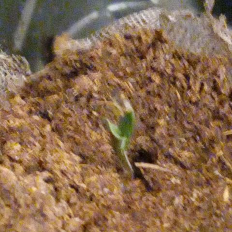King tut 1 an 2 growlog timeline photo