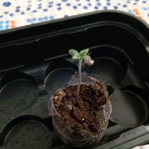 King tut 1 an 2 growlog timeline photo
