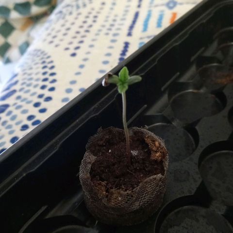 King tut 1 an 2 growlog timeline photo