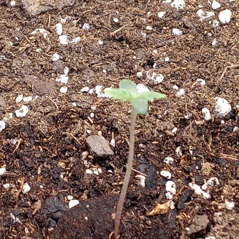 King tut 1 an 2 growlog timeline photo