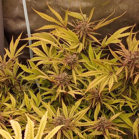 Critical 2.0 auto growlog photo: All three girls swelling and starting to c a couple bronze in the white heads