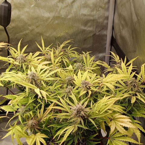 Critical 2.0 auto growlog photo: All three girls swelling and starting to c a couple bronze in the white heads