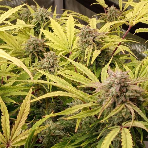 Critical 2.0 auto growlog photo: All three girls swelling and starting to c a couple bronze in the white heads