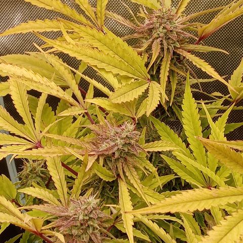 Critical 2.0 auto growlog photo: All three girls swelling and starting to c a couple bronze in the white heads