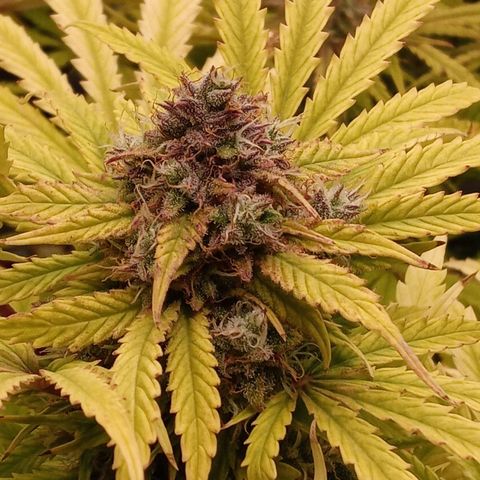 Critical 2.0 auto growlog photo: All three girls swelling and starting to c a couple bronze in the white heads