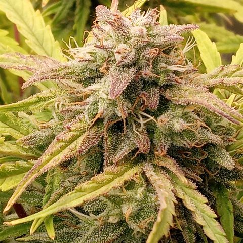 Critical 2.0 auto growlog photo: All three girls swelling and starting to c a couple bronze in the white heads