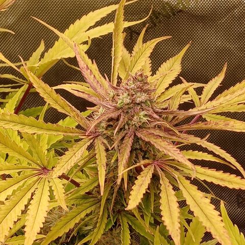 Critical 2.0 auto growlog photo: All three girls swelling and starting to c a couple bronze in the white heads