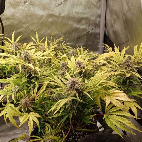Critical 2.0 auto growlog timeline photo