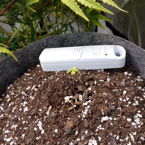 King tut 1 an 2 growlog photo: Baby tuts about 5 to 7 days old starting off strong my 1st photopeirod plants future bad bitches